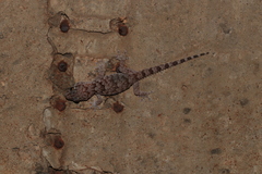 Chondrodactylus turneri