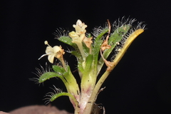 Valeriana theodorici