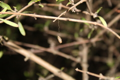 Meteorus pulchricornis