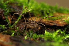 Rilaena triangularis