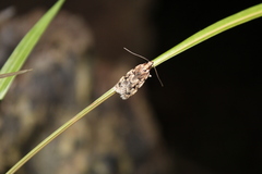 Barea exarcha