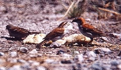 Passer motitensis