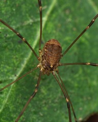 Leiobunum blackwalli