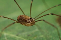 Leiobunum blackwalli