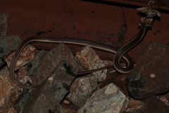 Psammophis subtaeniatus