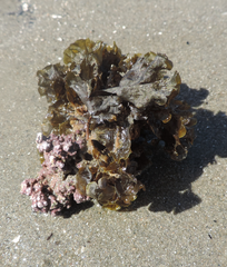 Lobophora variegata