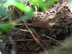 Automolus ochrolaemus