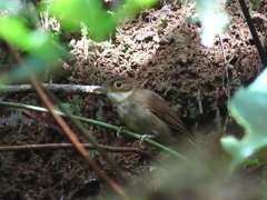 Automolus ochrolaemus