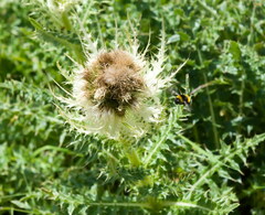 Cirsium spinosissimum