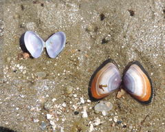 Iphigenia brasiliensis