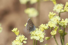 Satyrium semiluna