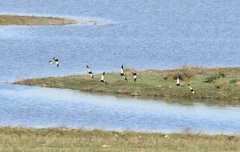 Pterocles orientalis