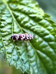 Agrosoma placetis