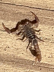 Serradigitus