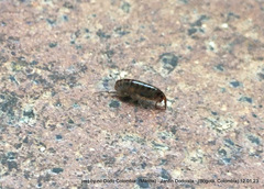 Talitroides topitotum