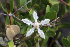 Loasa illapelina