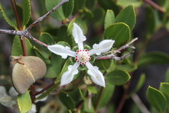 Loasa illapelina