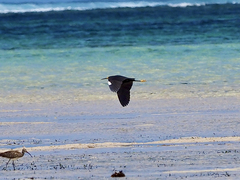 Egretta garzetta dimorpha