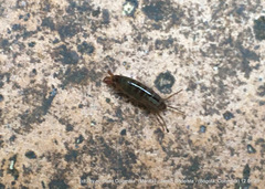 Talitroides topitotum