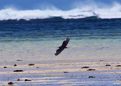 Egretta garzetta dimorpha