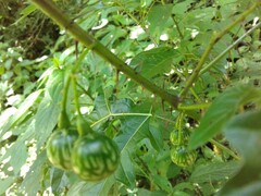 Solanum atropurpureum