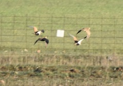 Pterocles orientalis