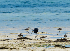 Egretta garzetta dimorpha