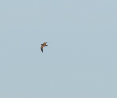 Pterocles orientalis