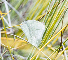 Catopsilia florella