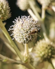 Allograpta hortensis