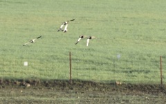 Pterocles orientalis