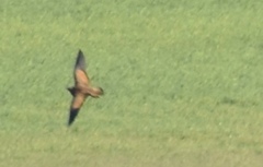 Pterocles orientalis