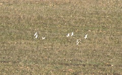 Pterocles orientalis