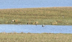 Pterocles orientalis