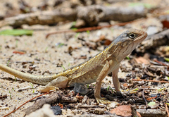 Chalarodon madagascariensis