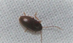 Ptilodactyla