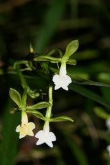 Epidendrum sucumbiense