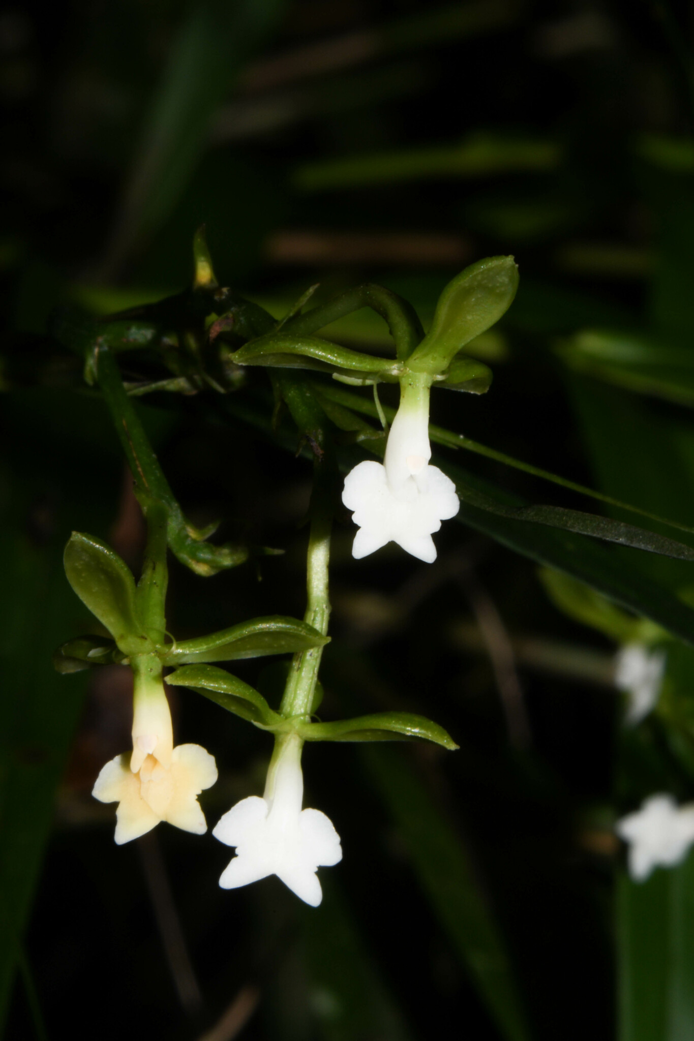 Epidendrum sucumbiense Hágsater & Dodson 3