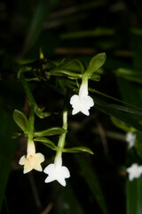 Epidendrum sucumbiense