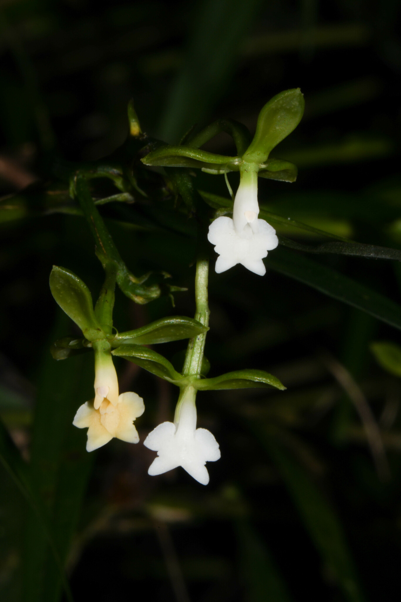 Epidendrum sucumbiense Hágsater & Dodson 2