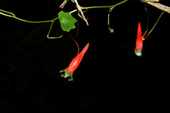 Tropaeolum