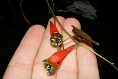 Tropaeolum