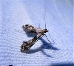 Lineodes integra