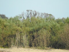 Retama monosperma