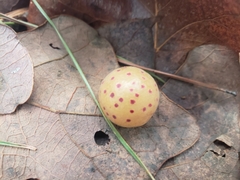 Atrusca quercuscentricola