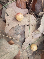 Atrusca quercuscentricola