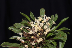 Valeriana fonkii