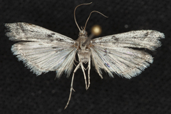 Myelopsis alatella