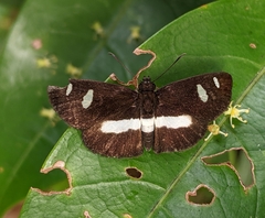 Paramimus scurra