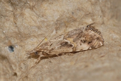 Euchromius cambridgei